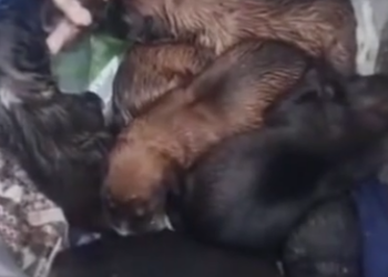 Part2 Animals Rescue #dogrescue #rescuedog #dogsofttiktok #foryoupage #foryou #dogs