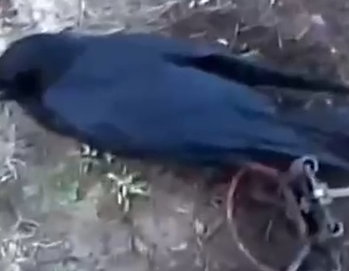 Part2 Animals Rescue #dogrescue #rescuedog #dogsofttiktok #foryoupage #foryou #dogs