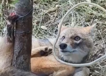 Part2 Animals Rescue #dogrescue #rescuedog #dogsofttiktok #foryoupage #foryou #dogs