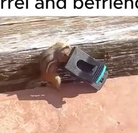 Part2 Animals Rescue #dogrescue #rescuedog #dogsofttiktok #foryoupage #foryou #dogs