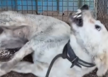 Part2 Animals Rescue #dogrescue #rescuedog #dogsofttiktok #foryoupage #foryou #dogs