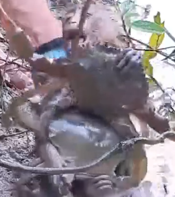 Part2 Animals Rescue #dogrescue #rescuedog #dogsofttiktok #foryoupage #foryou #dogs