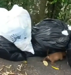 Part2 Animals Rescue #dogrescue #rescuedog #dogsofttiktok #foryoupage #foryou #dogs