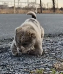 Part2 Animals Rescue #dogrescue #rescuedog #dogsofttiktok #foryoupage #foryou #dogs