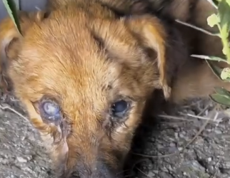 Part2 Animals Rescue #dogrescue #rescuedog #dogsofttiktok #foryoupage #foryou #dogs