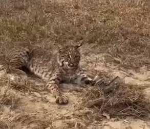 Part2 Animals Rescue #dogrescue #rescuedog #dogsofttiktok #foryoupage #foryou #dogs