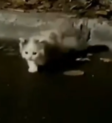 Part2 Animals Rescue #dogrescue #rescuedog #dogsofttiktok #foryoupage #foryou #dogs