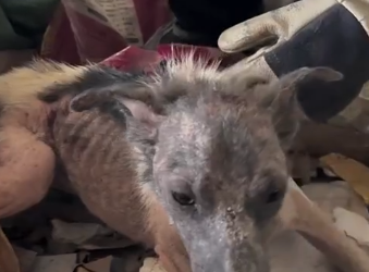 Part2 Animals Rescue #dogrescue #rescuedog #dogsofttiktok #foryoupage #foryou #dogs