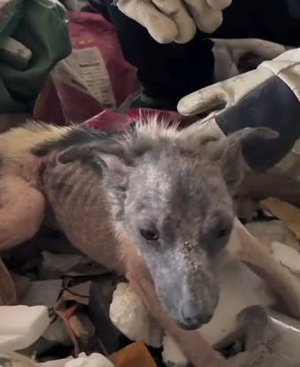 Part2 Animals Rescue #dogrescue #rescuedog #dogsofttiktok #foryoupage #foryou #dogs