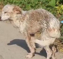 Part2 Animals Rescue #dogrescue #rescuedog #dogsofttiktok #foryoupage #foryou #dogs