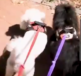 Part2 Animals Rescue #dogrescue #rescuedog #dogsofttiktok #foryoupage #foryou #dogs