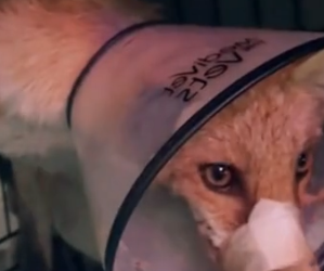 Part2 Animals Rescue #dogrescue #rescuedog #dogsofttiktok #foryoupage #foryou #dogs