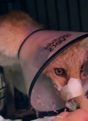 Part2 Animals Rescue #dogrescue #rescuedog #dogsofttiktok #foryoupage #foryou #dogs