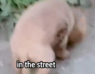 Part2 Animals Rescue #dogrescue #rescuedog #dogsofttiktok #foryoupage #foryou #dogs