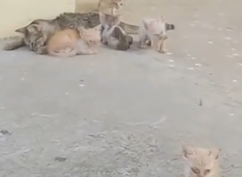 Part2 Animals Rescue #dogrescue #rescuedog #dogsofttiktok #foryoupage #foryou #dogs