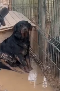 Part2 Animals Rescue #dogrescue #rescuedog #dogsofttiktok #foryoupage #foryou #dogs