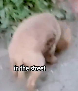 Part2 Animals Rescue #dogrescue #rescuedog #dogsofttiktok #foryoupage #foryou #dogs