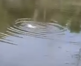 Part2 Animals Rescue #dogrescue #rescuedog #dogsofttiktok #foryoupage #foryou #dogs