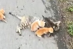 Part2 Animals Rescue #dogrescue #rescuedog #dogsofttiktok #foryoupage #foryou #dogs