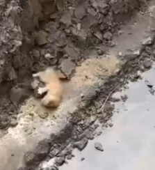 Part2 Animals Rescue #dogrescue #rescuedog #dogsofttiktok #foryoupage #foryou #dogs