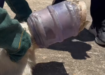 Part2 Animals Rescue #dogrescue #rescuedog #dogsofttiktok #foryoupage #foryou #dogs