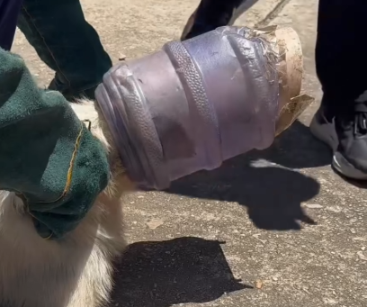 Part2 Animals Rescue #dogrescue #rescuedog #dogsofttiktok #foryoupage #foryou #dogs