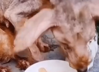 Part2 Animals Rescue #dogrescue #rescuedog #dogsofttiktok #foryoupage #foryou #dogs