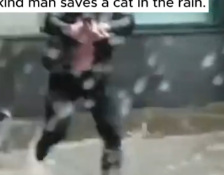 Part2 Animals Rescue #dogrescue #rescuedog #dogsofttiktok #foryoupage #foryou #dogs