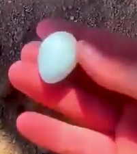 Part2 Animals Rescue #dogrescue #rescuedog #dogsofttiktok #foryoupage #foryou #dogs