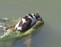 Part2 Animals Rescue #dogrescue #rescuedog #dogsofttiktok #foryoupage #foryou #dogs