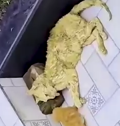 Part2 Animals Rescue #dogrescue #rescuedog #dogsofttiktok #foryoupage #foryou #dogs