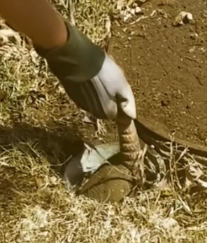 Part2 Animals Rescue #dogrescue #rescuedog #dogsofttiktok #foryoupage #foryou #dogs