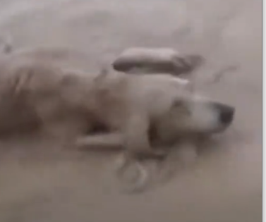 Part2 Animals Rescue #dogrescue #rescuedog #dogsofttiktok #foryoupage #foryou #dogs