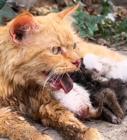 Part2 Animals Rescue #dogrescue #rescuedog #dogsofttiktok #foryoupage #foryou #dogs