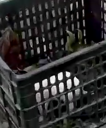 Part2 Animals Rescue #dogrescue #rescuedog #dogsofttiktok #foryoupage #foryou #dogs