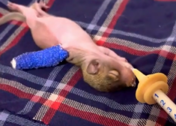 Part2 Animals Rescue #dogrescue #rescuedog #dogsofttiktok #foryoupage #foryou #dogs