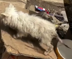 Part2 Animals Rescue #dogrescue #rescuedog #dogsofttiktok #foryoupage #foryou #dogs