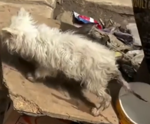 Part2 Animals Rescue #dogrescue #rescuedog #dogsofttiktok #foryoupage #foryou #dogs