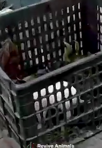 Part2 Animals Rescue #dogrescue #rescuedog #dogsofttiktok #foryoupage #foryou #dogs