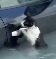 Part2 Animals Rescue #dogrescue #rescuedog #dogsofttiktok #foryoupage #foryou #dogs