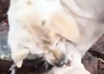 Part2 Animals Rescue #dogrescue #rescuedog #dogsofttiktok #foryoupage #foryou #dogs