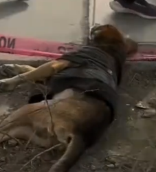 Part2 Animals Rescue #dogrescue #rescuedog #dogsofttiktok #foryoupage #foryou #dogs