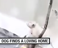 Part2 Animals Rescue #dogrescue #rescuedog #dogsofttiktok #foryoupage #foryou #dogs