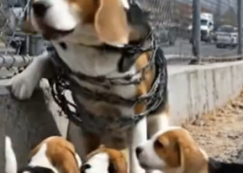 Part2 Animals Rescue #dogrescue #rescuedog #dogsofttiktok #foryoupage #foryou #dogs