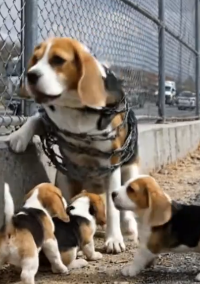 Part2 Animals Rescue #dogrescue #rescuedog #dogsofttiktok #foryoupage #foryou #dogs