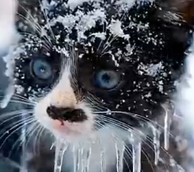 Part2 Animals Rescue #dogrescue #rescuedog #dogsofttiktok #foryoupage #foryou #dogs