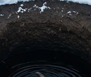 Part2 Animals Rescue #dogrescue #rescuedog #dogsofttiktok #foryoupage #foryou #dogs