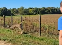 Part2 Animals Rescue #dogrescue #rescuedog #dogsofttiktok #foryoupage #foryou #dogs