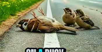 Part2 Animals Rescue #dogrescue #rescuedog #dogsofttiktok #foryoupage #foryou #dogs