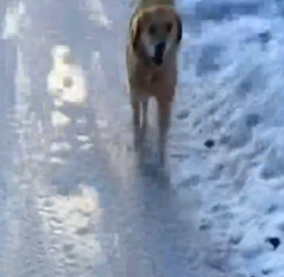 Part2 Animals Rescue #dogrescue #rescuedog #dogsofttiktok #foryoupage #foryou #dogs